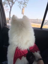 Zoey review photo