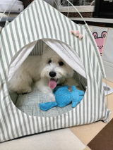 Sophie review photo