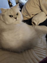 Lily review photo