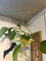 Holly review photo