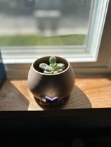 Allyse review photo