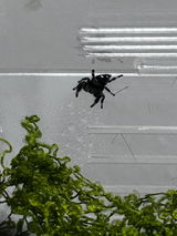 Grayson review photo