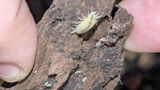 Porcellionides pruinosus "White-out"
