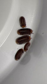 Cubaris sp. "Pak Chong"