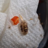 Mystery Isopod Box