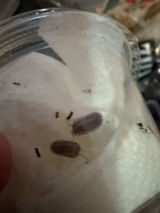 Mystery Isopod Box