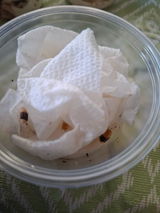 Cubaris sp. "Rubber Bee"