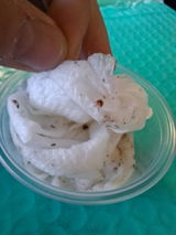 Cubaris sp. "White Shark"
