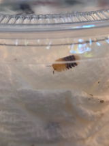 Mystery Isopod Box
