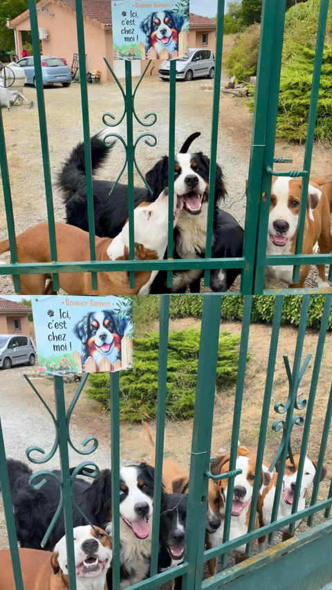 Plaque Bouvier Bernois panneau attention au chien ici, c'est chez moi décorative maison
