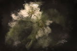 Don Bodio PhotoArt review photo