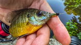 @FishinChipS review photo