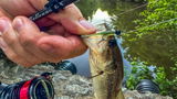 @FishinChipS review photo