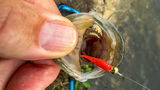 @FishinChipS review photo
