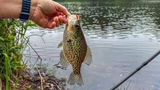 @FishinChipS review photo