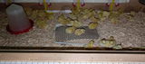 Irina Zemlakova review photo