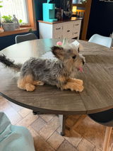 Gizmo review photo