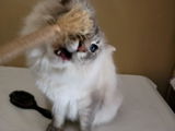 Maddie review photo
