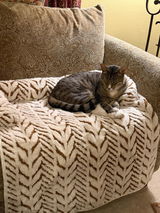 Toonces the Driving Cat review photo