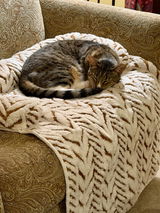 Toonces the Driving Cat review photo