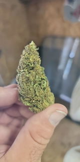 Shayne Bradley review photo