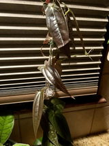 Ymeleaves review photo