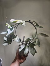 Desiree review photo