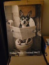 Toilet Occupying Pet