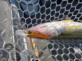 Ron Leggitt with Reel Legit Customs. review photo