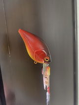 Salmonrus review photo