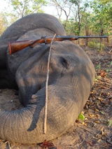 .423 400gr Safari Solid - 20ct