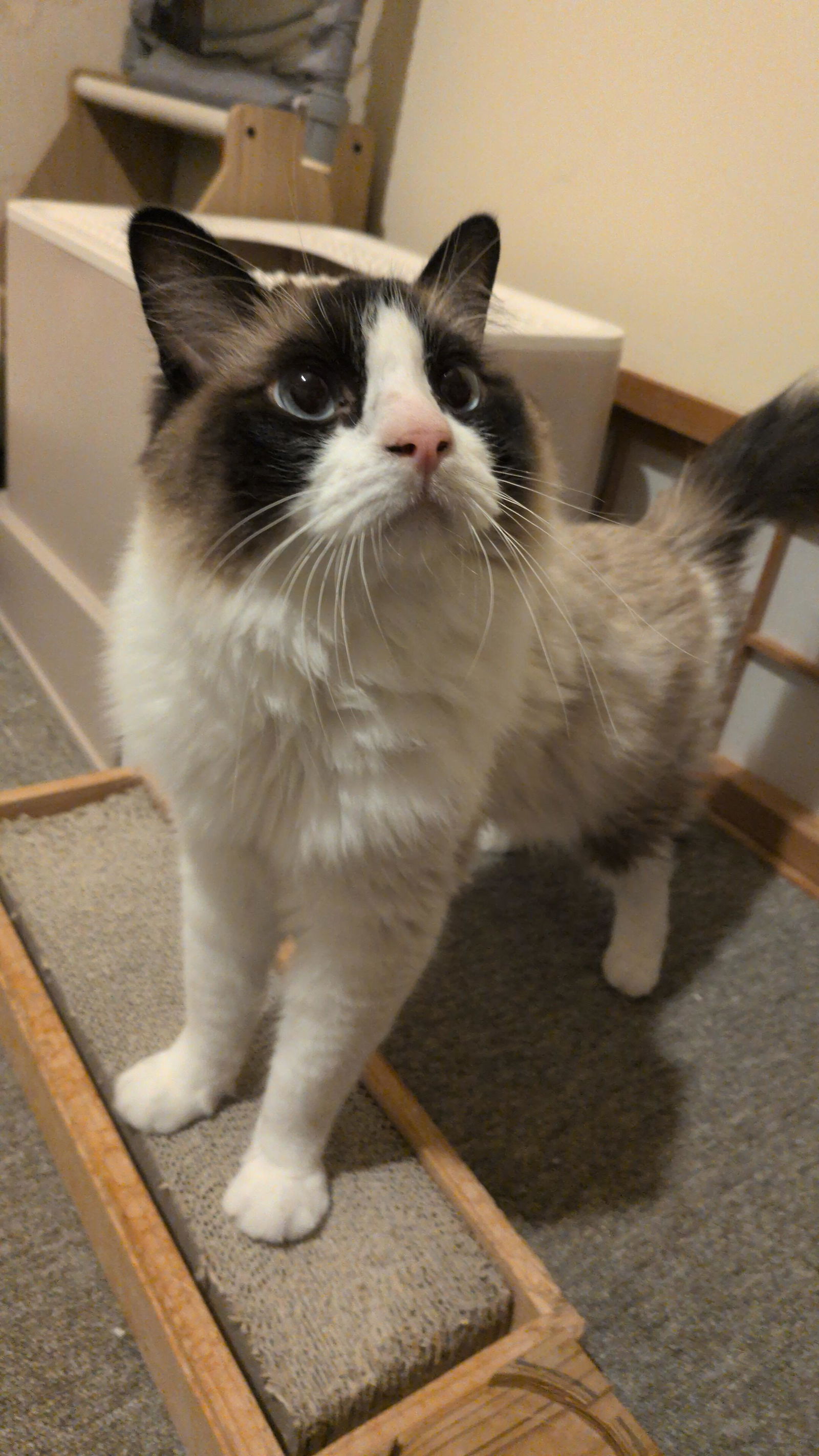 商品 – CuzCat Japan