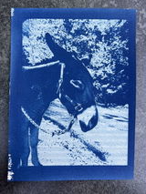 Regina Wapenhensch review photo