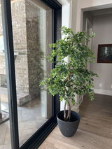 Alethea Reader review photo