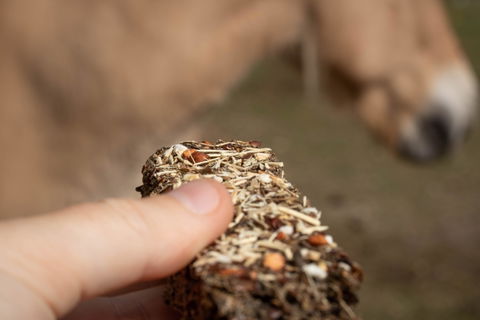 Candy'z Barre 💚 Friandises naturelles pour chevaux 🌿 Format XXL
