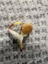 CC review photo