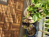 Youkihi review photo
