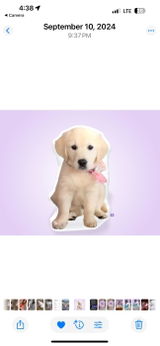Cinderella The Puppy review photo