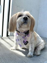 Daniella review photo