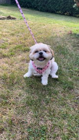 Desiree & Lola review photo