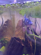 Aquarium hoarder review photo