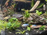 Bob Stephanos review photo