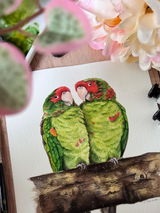 Tanciou_aquarelle_ review photo