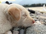 安妮 review photo