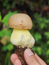 用戶圖片