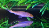 Skyleo Manning review photo