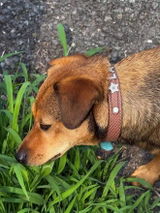 Terrie danna review photo