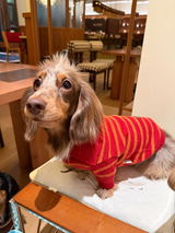 paco review photo