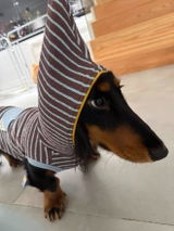 Gizmo's Mom review photo