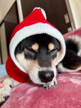 Babydoggy review photo